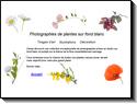 Photographies de plantes sur fond blanc, tirages d'art, décoration